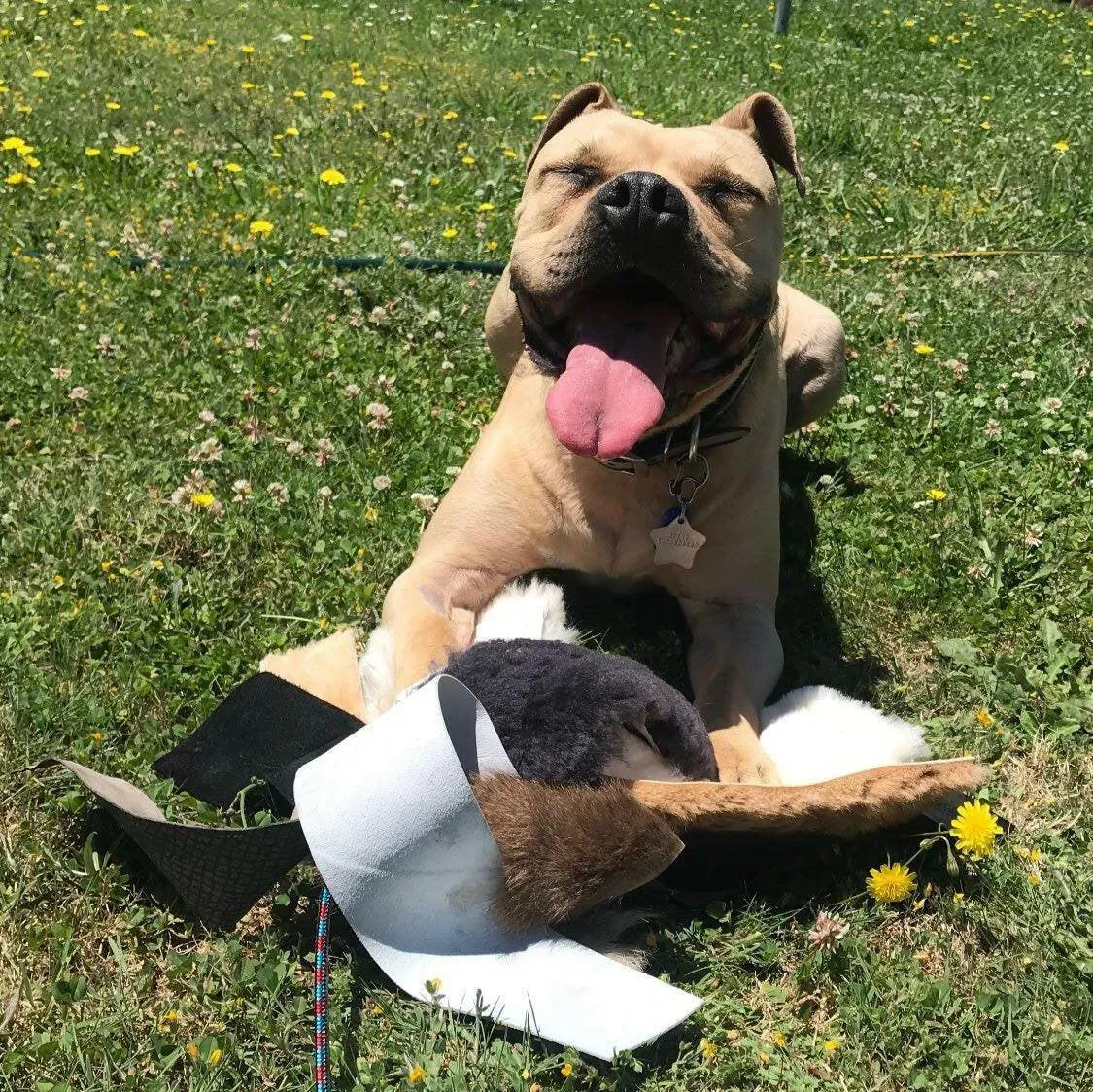 Dog Flirt Pole- The Ultimate Flirt Pole For Dogs